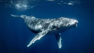 Blue Whales: Explore Their Majesty and Mystery