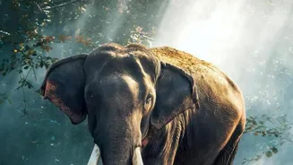 Elephant Secrets Are Finally Revealed