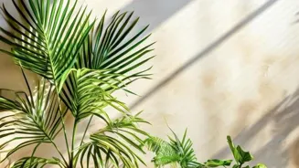 Indoor Plants Improve Your Home and Health