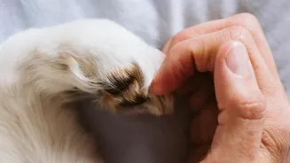 Animals Have Secret Healing Powers