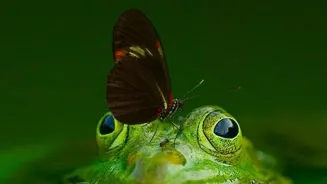 Amphibians' Amazing Secrets Are Revealed!