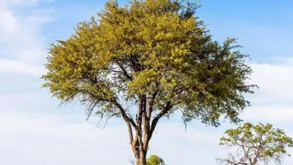 Discover 10 Amazing Safari Adventures