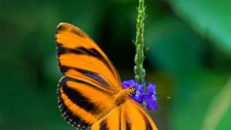 Monarch Butterfly Migration Is Truly Amazing