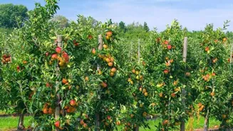 Discover 8 Organic Farms Near You Today