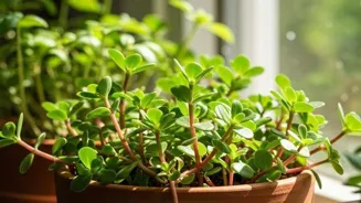 Indoor Gardening: Discover Unique Plants!
