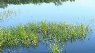 Explore the Amazing Wildlife of Wetlands