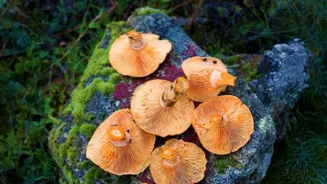 Mushrooms Are More Marvelous Than You Think