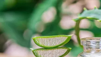 Aloe Vera: Unlock its Skincare Secrets!