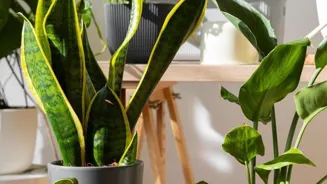 Grow Your Indoor Garden With These 7 Tips