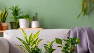 Clean Your Home with These 7 Powerful Plants.