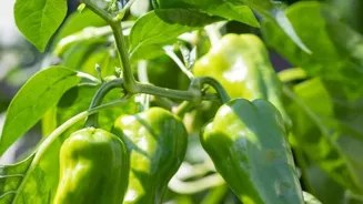 Grow Your Own Garden for Health and Happiness