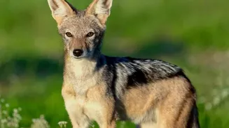 Learn About the Wisdom of Indian Wolves