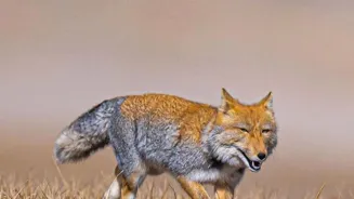 Learn About Dholes: Asia's Wild Dogs