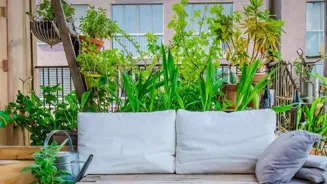 Grow a Great Urban Garden on Your Terrace!