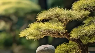Create a Peaceful Home with Zen Design