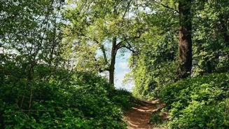 Walking Boosts Your Health and Wellness