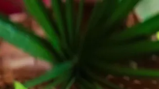 Aloe Vera: Unlocking Skin's Natural Beauty