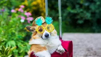 Pet Travel Tips: 10 Ways To Have Fun With Pets