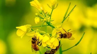 Bees Boost Indian Agriculture's Bounty
