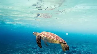 Olive Ridley Turtles Have Amazing Journeys