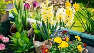 Grow Organic Vegetables: 9 Tips for Success