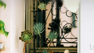 Grow Your Own Green Paradise On Your Terrace!