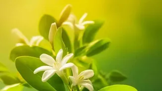 Jasmine Jive: Blooming Beauty Tips for Indian Gardens!