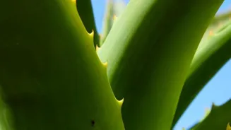 Aloe Vera: Secrets to Great Skin Are Revealed