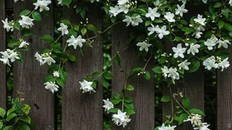 Add Indian Elegance to Your Garden Now