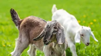 Goats Help Protect Key Biodiversity Areas