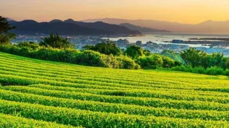 Green Tea: Drink it for Better Health