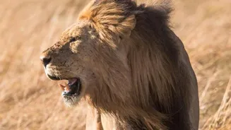 Asiatic Lion: Unveiling the King's Secrets