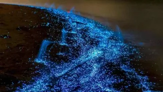 Bioluminescence: Nature's Light Show Glitters