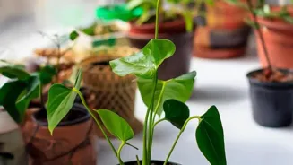Go Green: 5 Tips for Earth-Friendly Living
