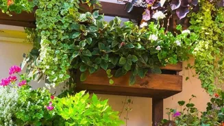 You Can Grow Green in the City, Unveiled!