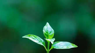 Easy Eco Swaps Make Sustainable Living Joyful