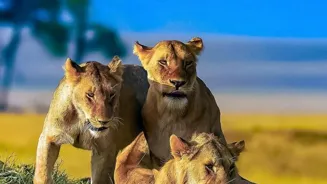 Explore Wildlife: Raptors and Lions in Action!