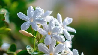 Grow Indian Jasmine for a Sweet-Smelling Garden