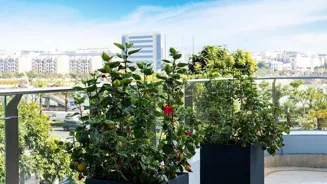 Secrets to Sky-High Terrace Gardens Revealed