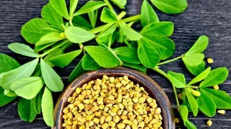 Fenugreek: Spice Up Your Health and Flavor!