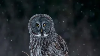 Amazing Owl Facts Will Astound You!
