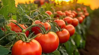 7 Reasons to Start a Garden Today
