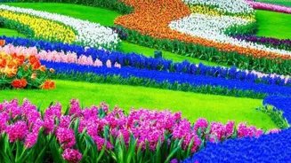 Discover India's 7 Amazing Floral Gardens.