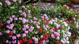 Follow these 10 Steps to a Blooming Garden!