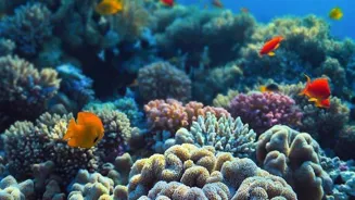 Indian Reefs Offer Hope for Underwater Recovery
