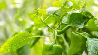 Home Gardeners Grow Bountiful Vegetables