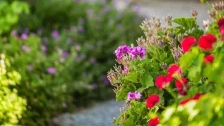 Create a Serene Yard with These 6 Tips
