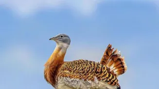 Great Indian Bustard: India's National Gem!