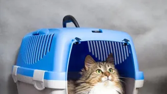Travel Tips for a Purr-fect Trip with Pets