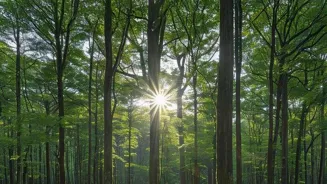 Relax with Nature's Soothing Sounds